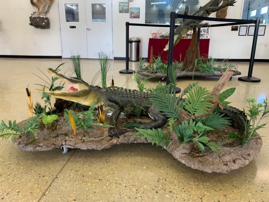 Alligator Taxidermy Mounts Florida Alligator Hunting Natural Scene Stehlings Taxidermy Planet