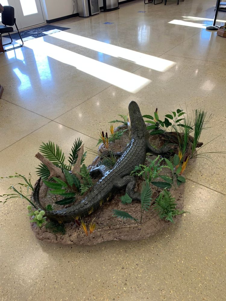 Alligator Taxidermy Mounts Florida Alligator Hunting Natural Scene Stehlings Taxidermy Planet