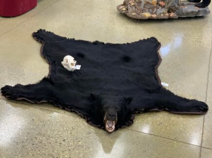 Stehlings Taxidermy Mounts