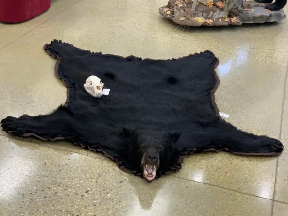 Stehlings Taxidermy Mounts