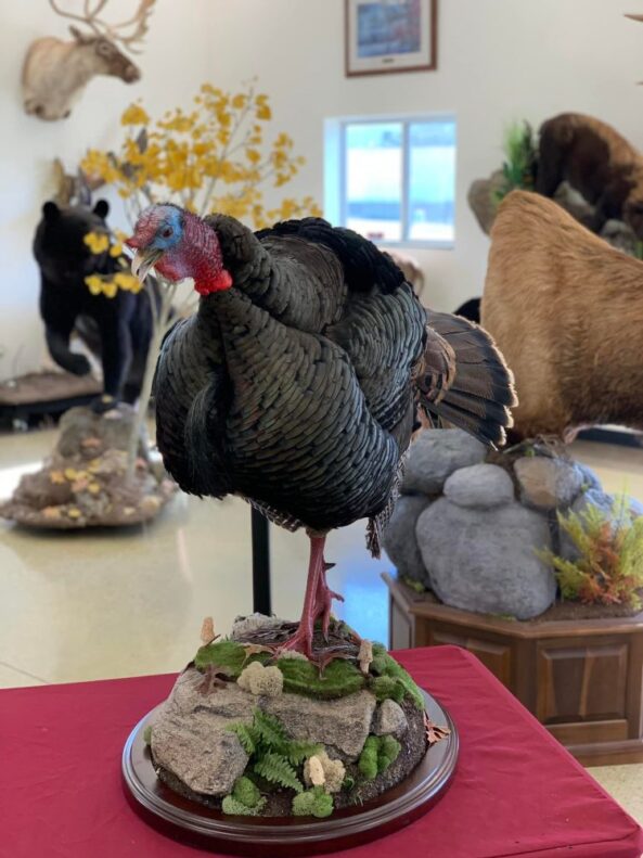 Stehlings Taxidermy Mounts