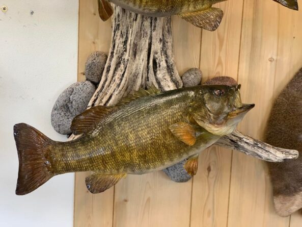 Stehlings Taxidermy Mounts
