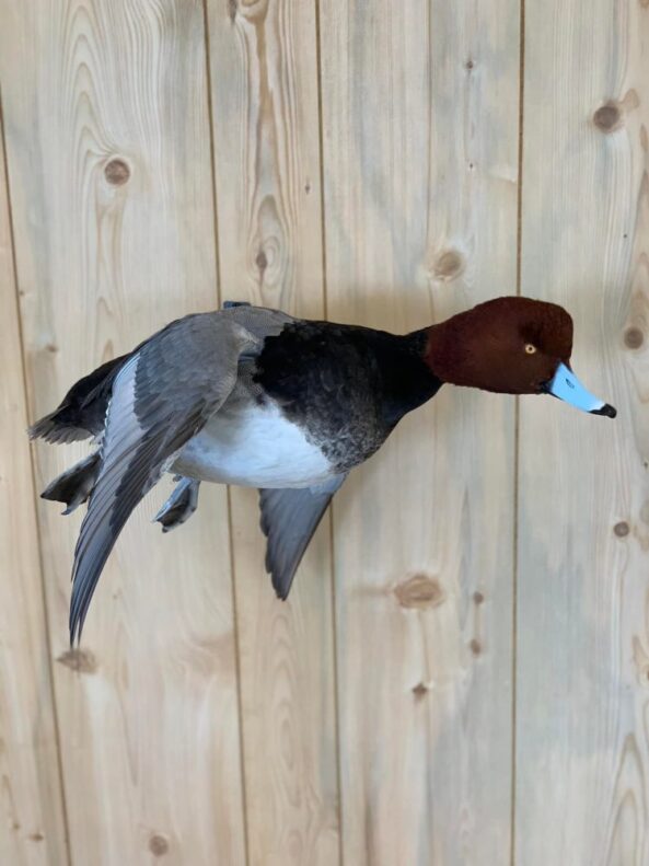 Stehlings Taxidermy Mounts