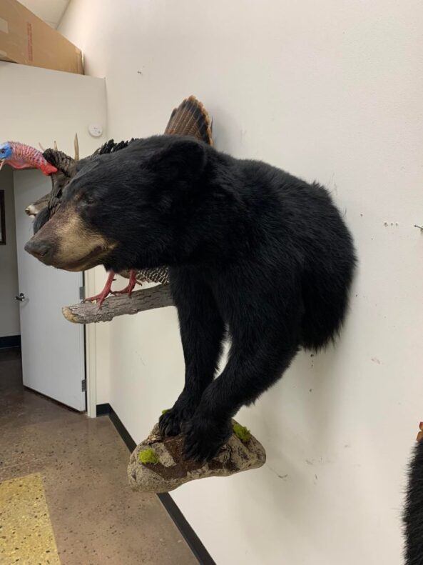 Stehlings Taxidermy Mounts