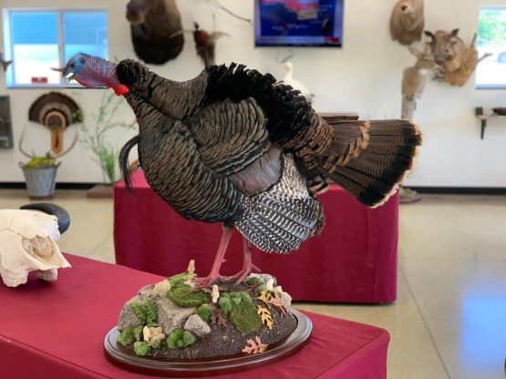 Stehlings Taxidermy Mounts