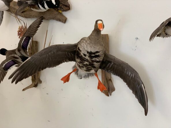 Stehlings Taxidermy Mounts