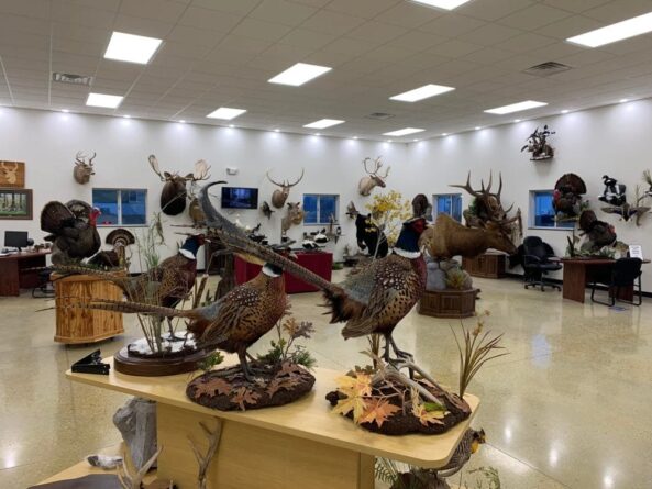 Stehlings Taxidermy Mounts