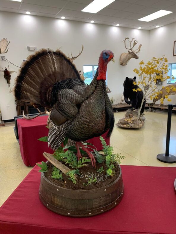Stehlings Taxidermy Planet Taxidermy Mounts Birds Waterfowl alligators fish turkey birds