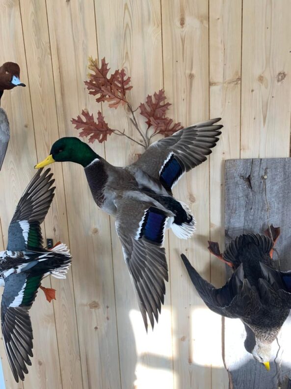 Stehlings Taxidermy Planet Taxidermy Mounts Birds Waterfowl alligators fish turkey birds