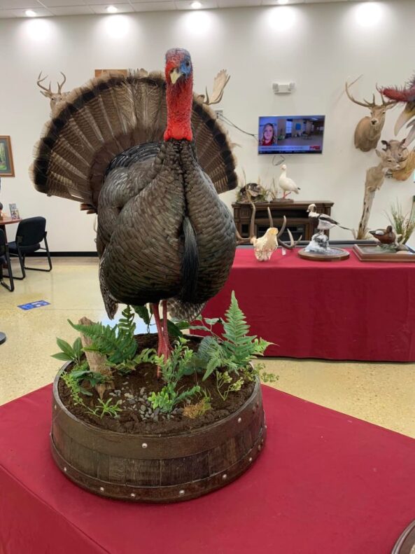 Stehlings Taxidermy Planet Taxidermy Mounts Birds Waterfowl alligators fish turkey birds