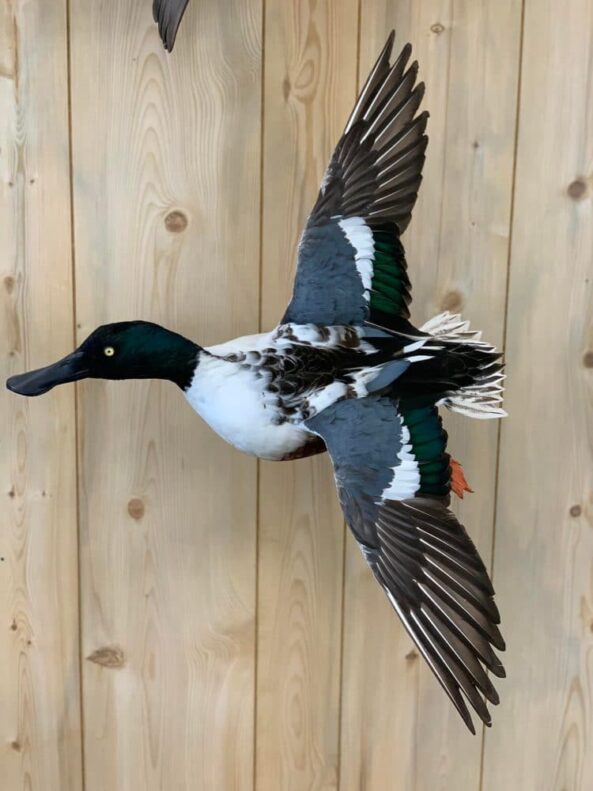 Stehlings Taxidermy Planet Taxidermy Mounts Birds Waterfowl alligators fish turkey birds