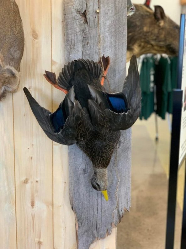 Stehlings Taxidermy Planet Taxidermy Mounts Birds Waterfowl alligators fish turkey birds