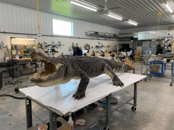 Stehlings Taxidermy Planet Taxidermy Mounts Birds Waterfowl alligators fish turkey birds