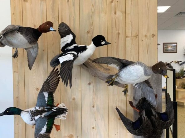 Stehlings Taxidermy Planet Taxidermy Mounts Birds Waterfowl alligators fish turkey birds