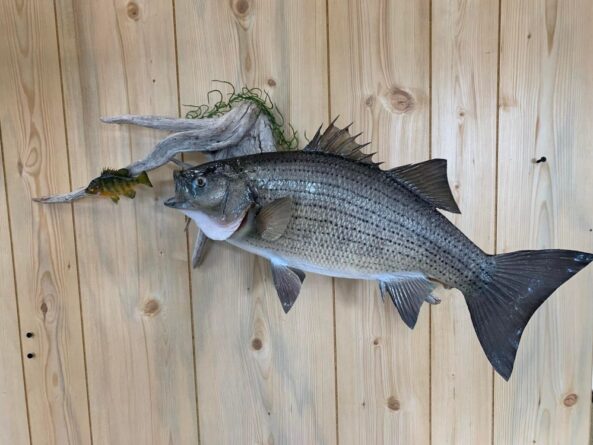 Stehlings Taxidermy Planet Taxidermy Mounts Birds Waterfowl alligators fish turkey birds