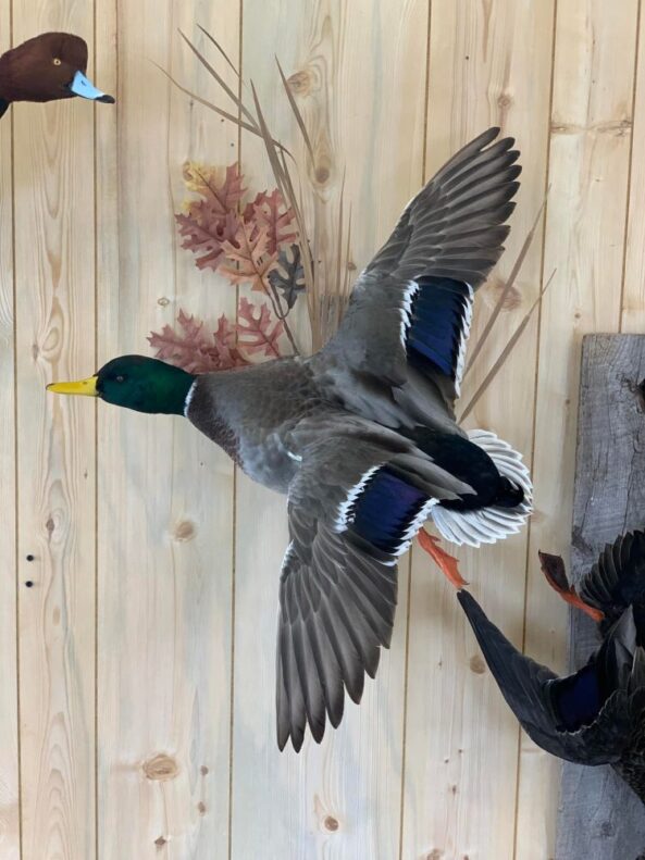 Stehlings Taxidermy Planet Taxidermy Mounts Birds Waterfowl alligators fish turkey birds
