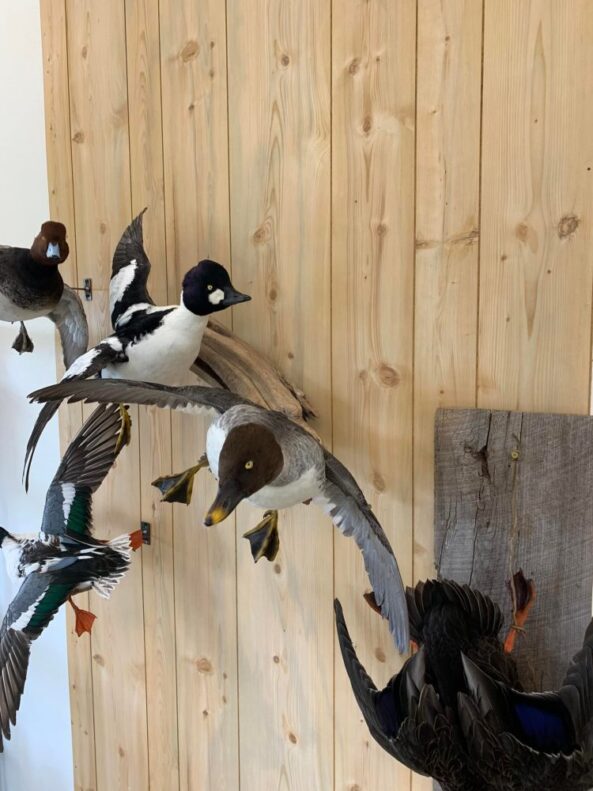 Stehlings Taxidermy Planet Taxidermy Mounts Birds Waterfowl alligators fish turkey birds