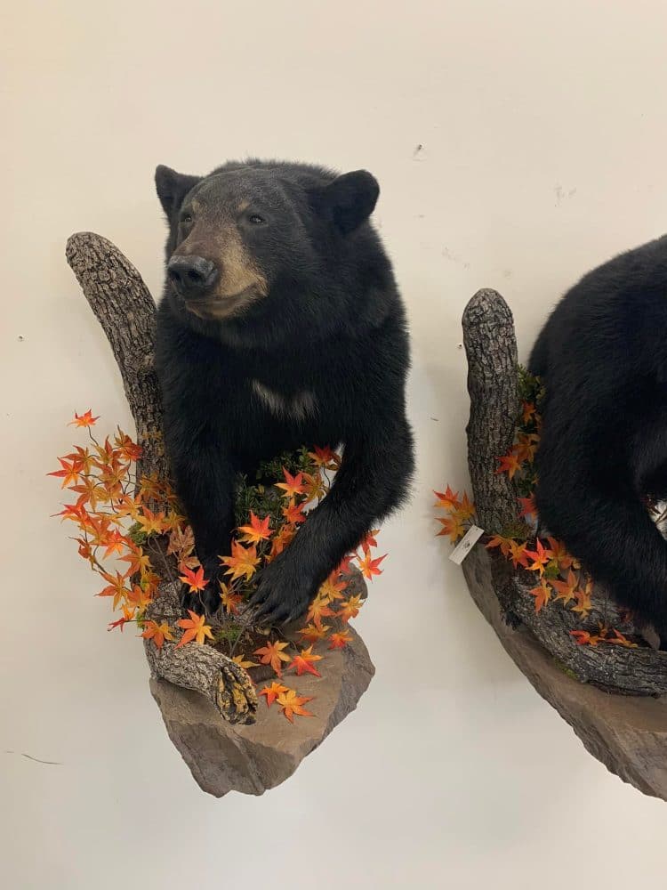 Taxidermy mounts bear taxidermy half mount, lifesize , red fox,waterfowl, habitat scenes Stehlings Taxidermy