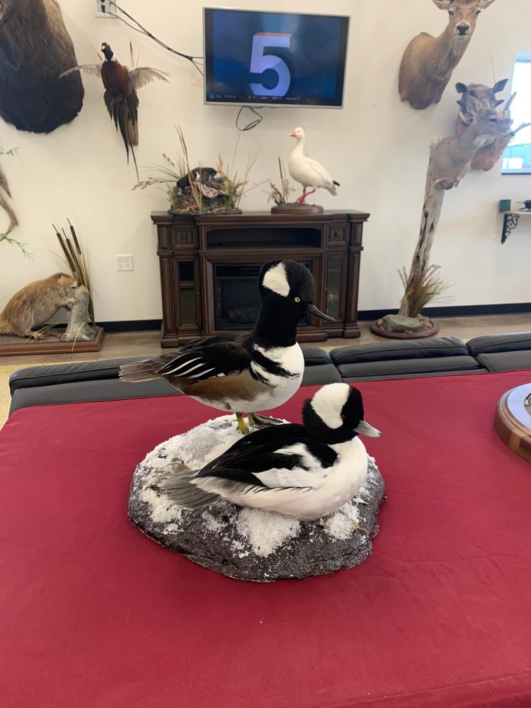 Taxidermy mounts bear taxidermy half mount, lifesize , red fox,waterfowl, habitat scenes Stehlings Taxidermy