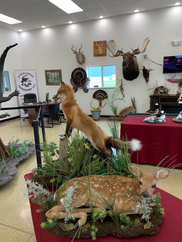 Taxidermy mounts bear taxidermy half mount, lifesize , red fox,waterfowl, habitat scenes Stehlings Taxidermy