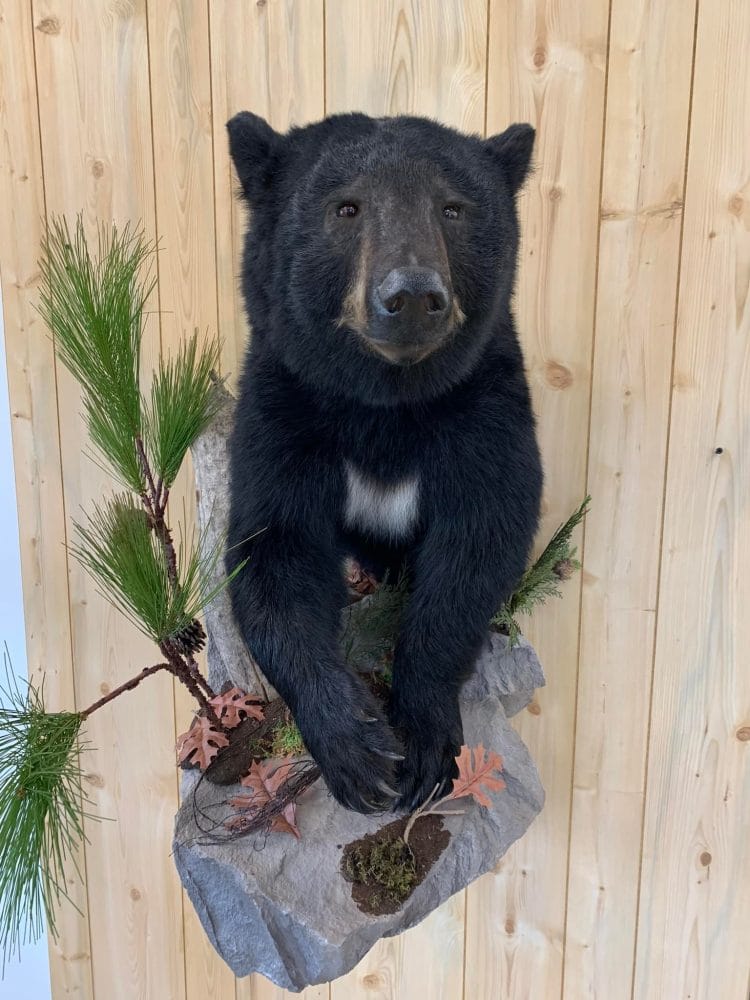 Taxidermy mounts bear taxidermy half mount, lifesize , red fox,waterfowl, habitat scenes Stehlings Taxidermy