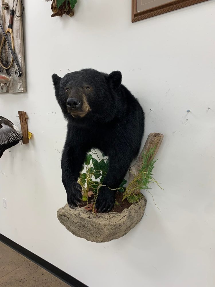 Taxidermy mounts bear taxidermy half mount, lifesize , red fox,waterfowl, habitat scenes Stehlings Taxidermy
