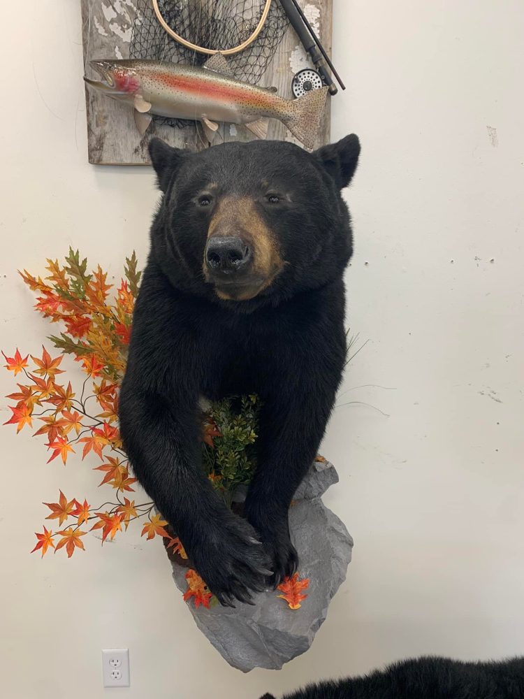 Taxidermy mounts bear taxidermy half mount, lifesize , red fox,waterfowl, habitat scenes Stehlings Taxidermy