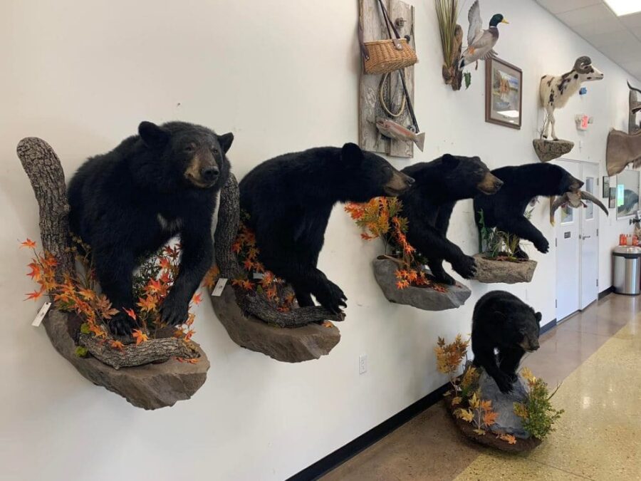 Taxidermy mounts bear taxidermy half mount, lifesize , red fox,waterfowl, habitat scenes Stehlings Taxidermy