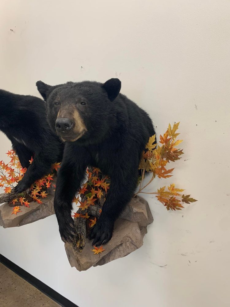 Taxidermy mounts bear taxidermy half mount, lifesize , red fox,waterfowl, habitat scenes Stehlings Taxidermy