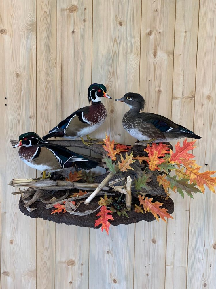 Otter Taxidermy Mounts waterfowl mounts best taxidermist near me duck mounts scene ice water Stehlings Taxidermy