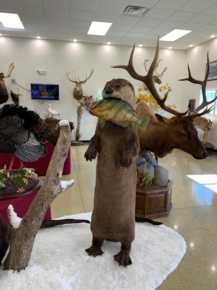 Otter Taxidermy Mounts waterfowl mounts best taxidermist near me duck mounts scene ice water Stehlings Taxidermy