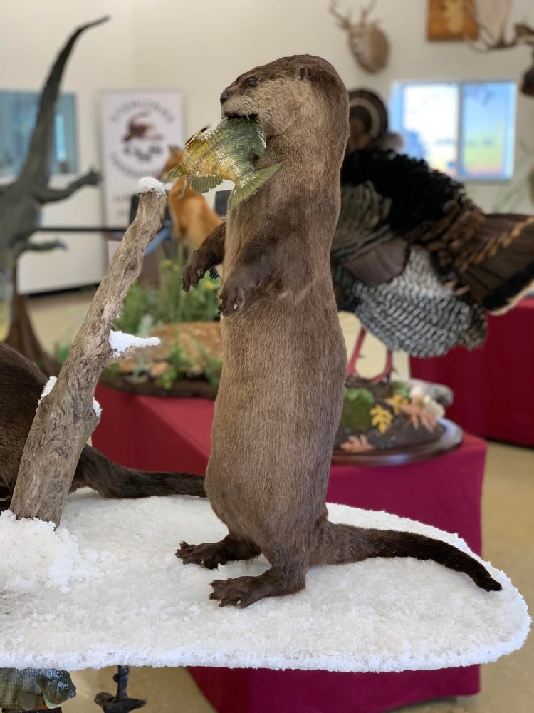 Otter Taxidermy Mounts waterfowl mounts best taxidermist near me duck mounts scene ice water Stehlings Taxidermy