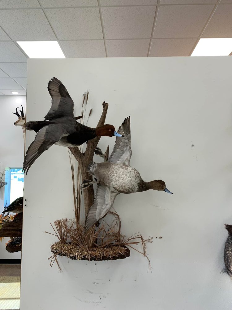 Otter Taxidermy Mounts waterfowl mounts best taxidermist near me duck mounts scene ice water Stehlings Taxidermy