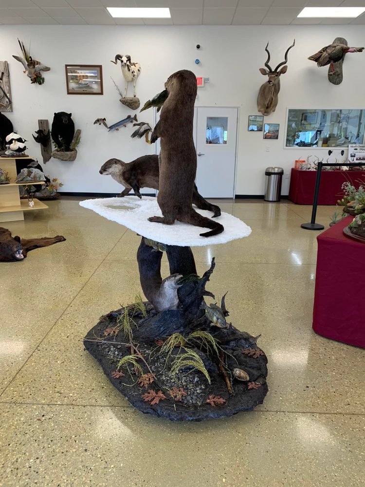 Otter Taxidermy Mounts waterfowl mounts best taxidermist near me duck mounts scene ice water Stehlings Taxidermy