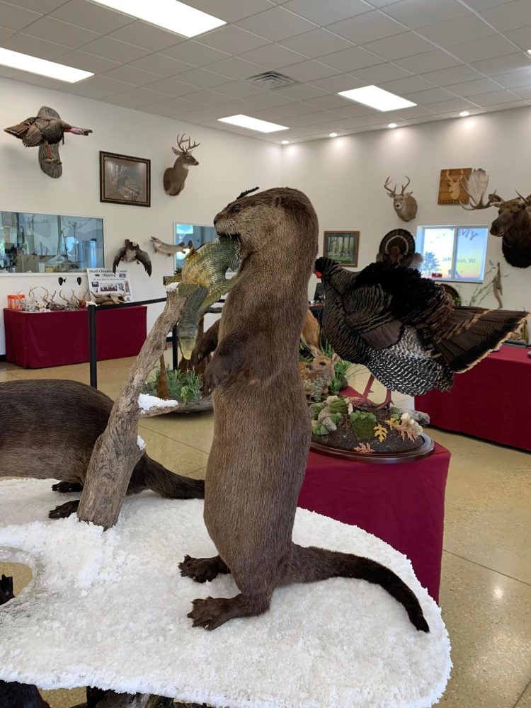 Otter Taxidermy Mounts waterfowl mounts best taxidermist near me duck mounts scene ice water Stehlings Taxidermy