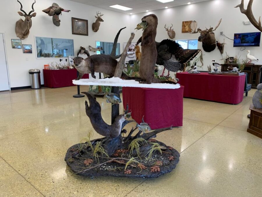Otter Taxidermy Mounts waterfowl mounts best taxidermist near me duck mounts scene ice water Stehlings Taxidermy