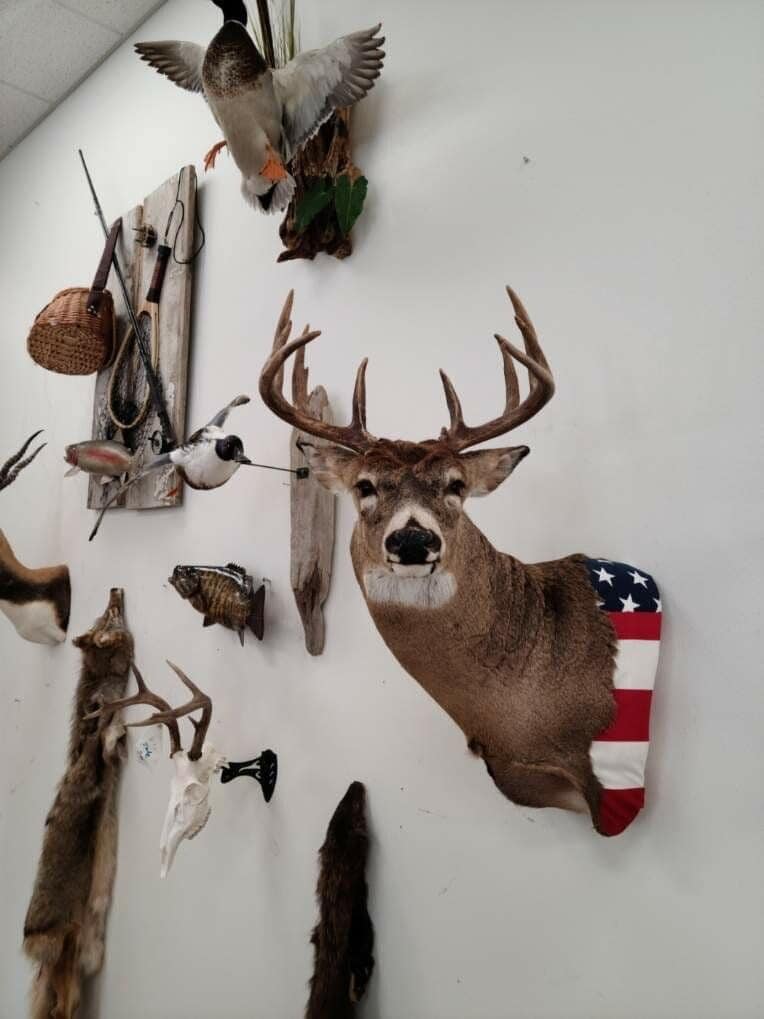 Taxidermy Mounts flag wrapped deer alligator mounts, alligator hunting, camo dip skulls Stehlings Taxidermy