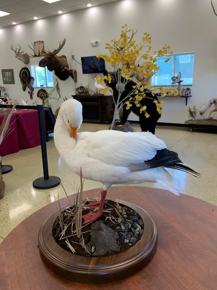 Perch ice scene, pig , hog, feral hog shoulder mount, mallard duck standing, snow goose standing preening, flying blue snow goose taxidermy mounts, waterfowl mounts, duck mounts