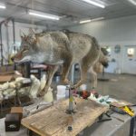 Coyote taxidermy mount, coyote hunting, trapping, predator hunting, running coyote