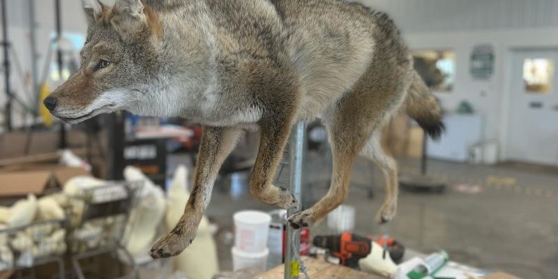 Coyote we put up today - Stehling's Taxidermy