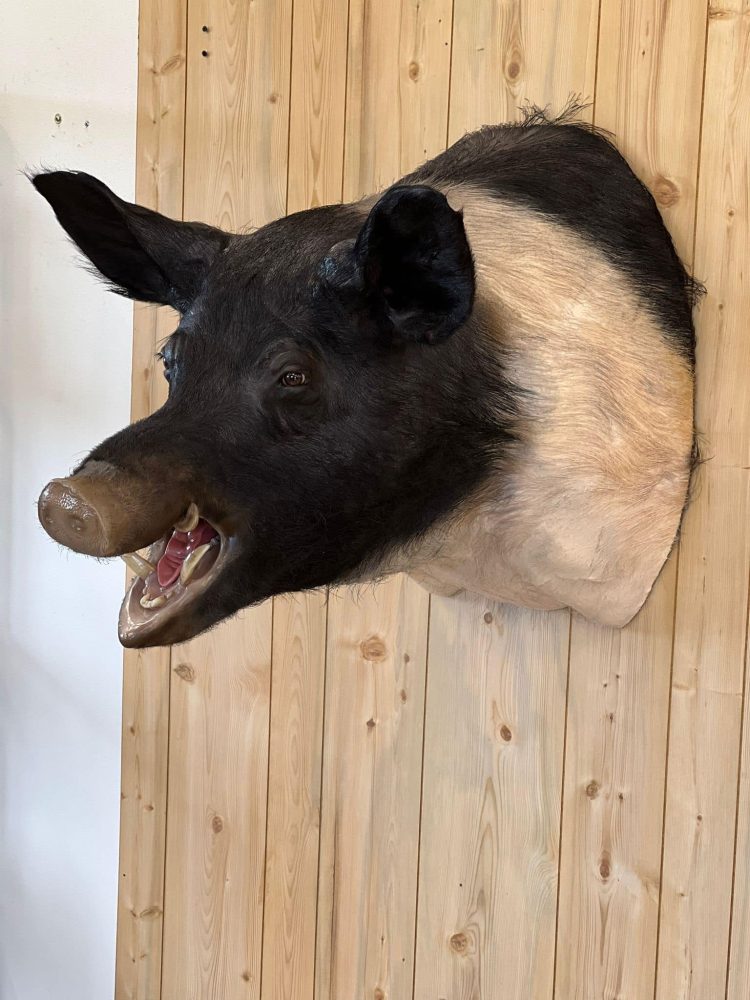 Perch ice scene, pig , hog, feral hog shoulder mount, mallard duck standing, snow goose standing preening, flying blue snow goose taxidermy mounts, waterfowl mounts, duck mounts