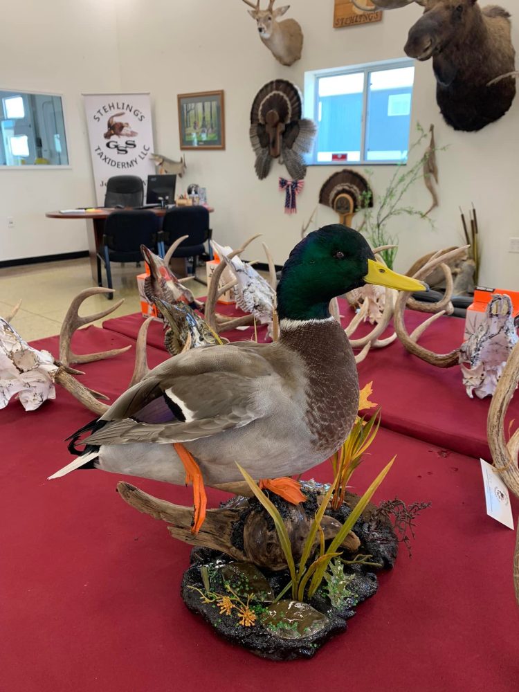 Perch ice scene, pig , hog, feral hog shoulder mount, mallard duck standing, snow goose standing preening, flying blue snow goose taxidermy mounts, waterfowl mounts, duck mounts