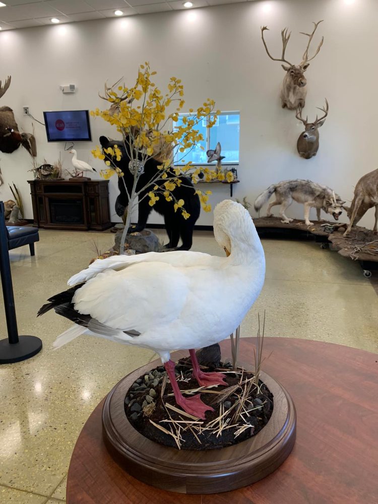 Perch ice scene, pig , hog, feral hog shoulder mount, mallard duck standing, snow goose standing preening, flying blue snow goose taxidermy mounts, waterfowl mounts, duck mounts