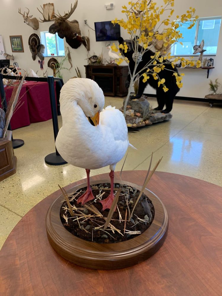 Perch ice scene, pig , hog, feral hog shoulder mount, mallard duck standing, snow goose standing preening, flying blue snow goose taxidermy mounts, waterfowl mounts, duck mounts