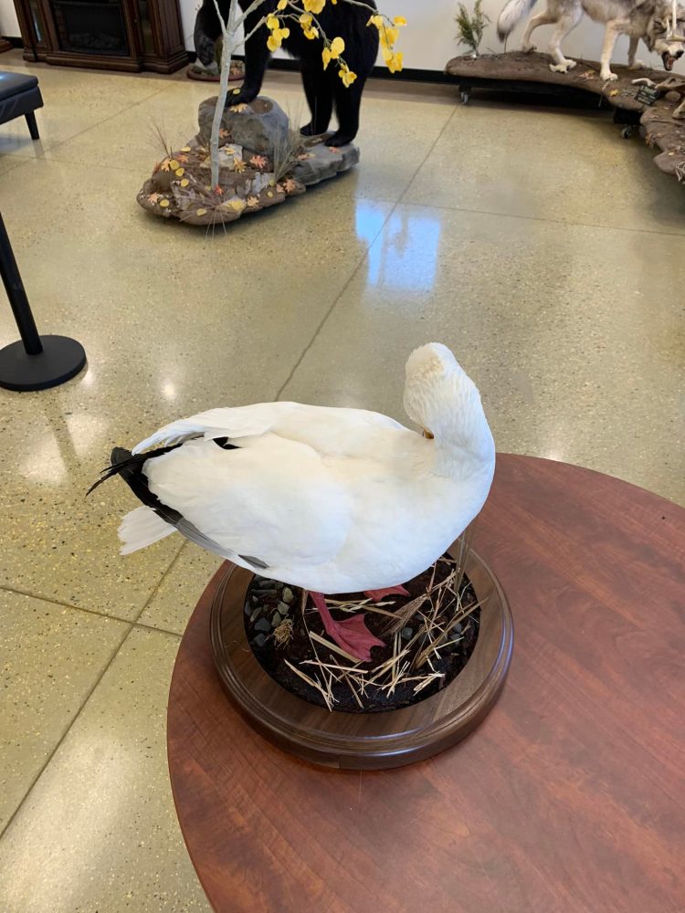 Perch ice scene, pig , hog, feral hog shoulder mount, mallard duck standing, snow goose standing preening, flying blue snow goose taxidermy mounts, waterfowl mounts, duck mounts