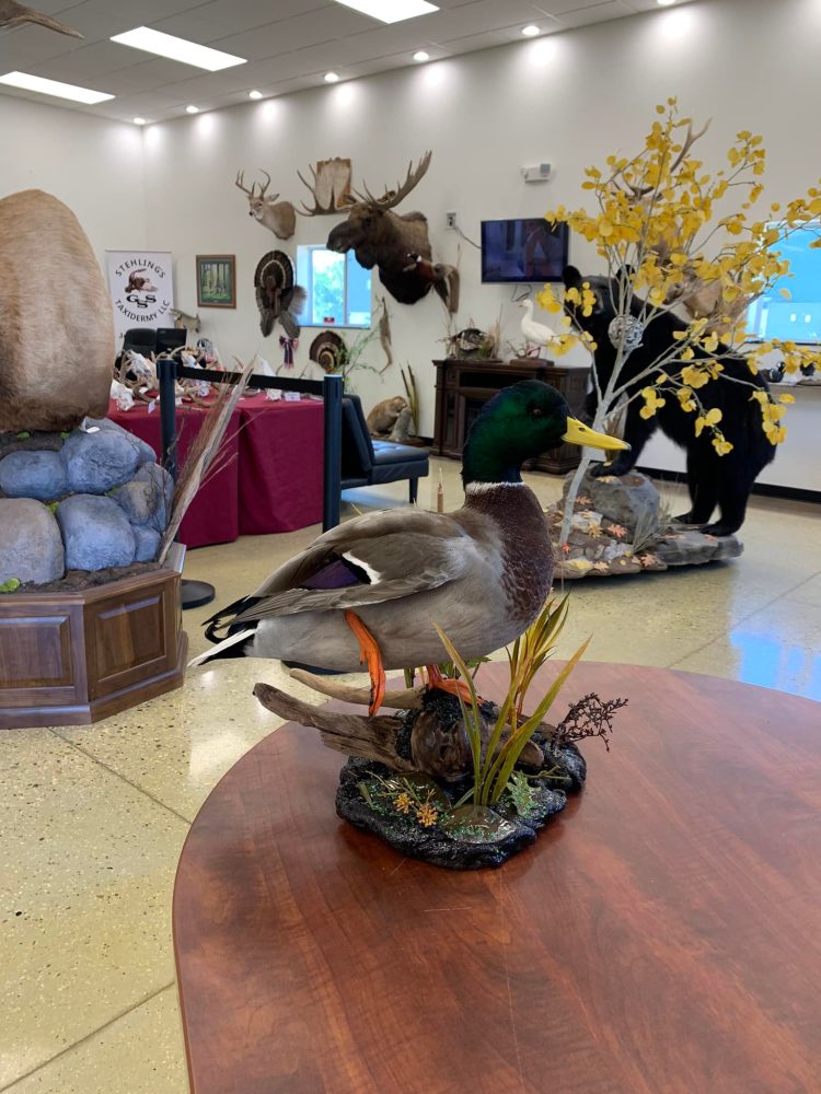 Perch ice scene, pig , hog, feral hog shoulder mount, mallard duck standing, snow goose standing preening, flying blue snow goose taxidermy mounts, waterfowl mounts, duck mounts