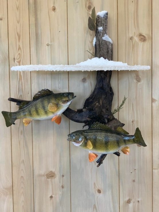 Perch ice scene, pig , hog, feral hog shoulder mount, mallard duck standing, snow goose standing preening, flying blue snow goose taxidermy mounts, waterfowl mounts, duck mounts