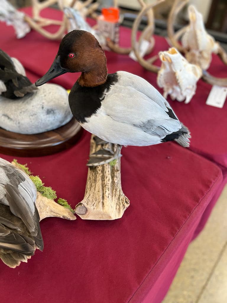 Bird taxidermy waterfowl taxidermy mounts, turkey mounts, caribou in velvet shoulder mount squirrel, dead mount goose, sea duck surf scoter diving whitetail deer taxidermy