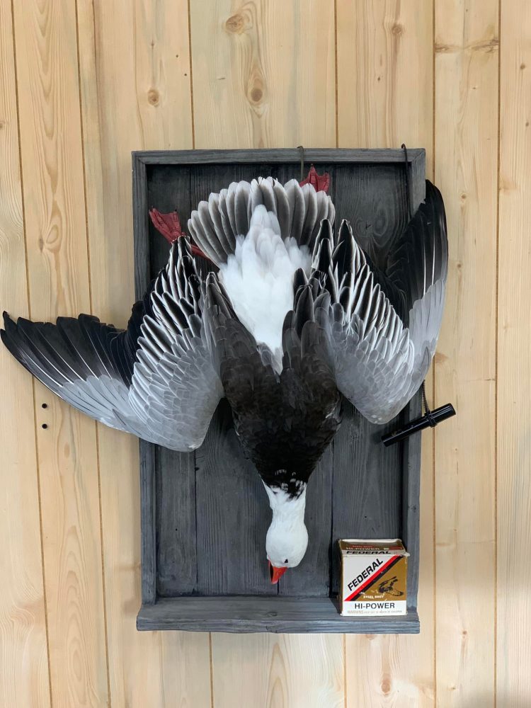 Bird taxidermy waterfowl taxidermy mounts, turkey mounts, caribou in velvet shoulder mount squirrel, dead mount goose, sea duck surf scoter diving whitetail deer taxidermy
