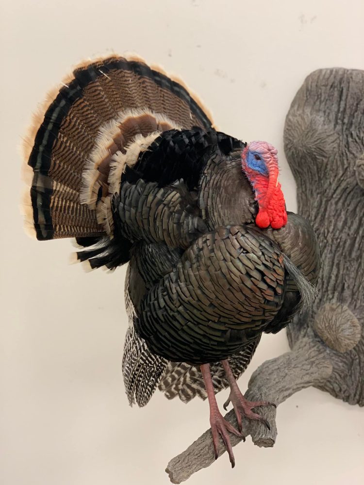 Bird taxidermy waterfowl taxidermy mounts, turkey mounts, caribou in velvet shoulder mount squirrel, dead mount goose, sea duck surf scoter diving whitetail deer taxidermy